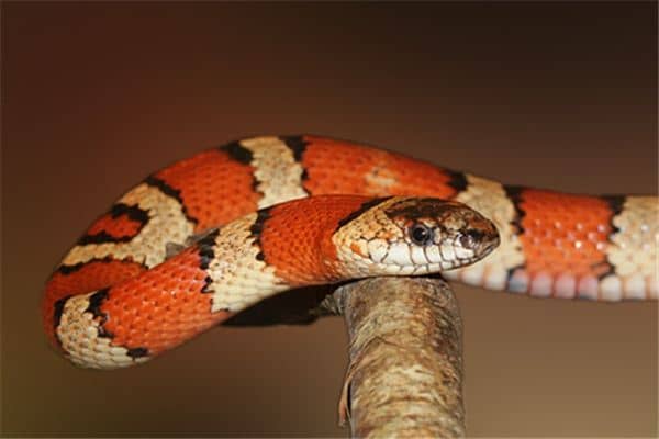 梦见蛇周公解梦 梦见蛇周公解梦