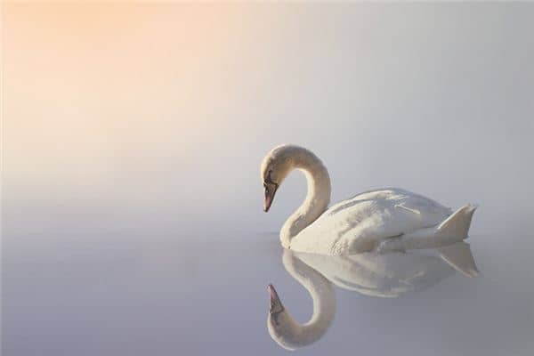 梦到天鹅是什么预兆 梦到天鹅是什么预兆