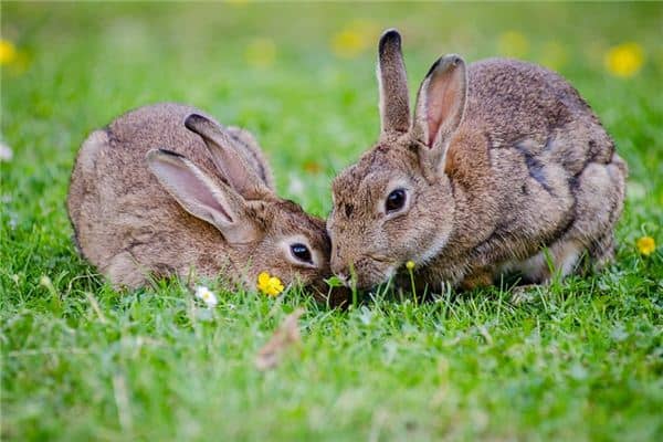 梦到兔子 梦到兔子