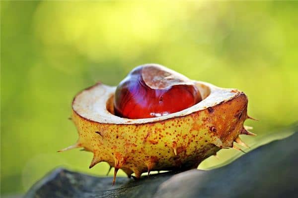 梦见刺是什么意思 梦见刺是什么意思