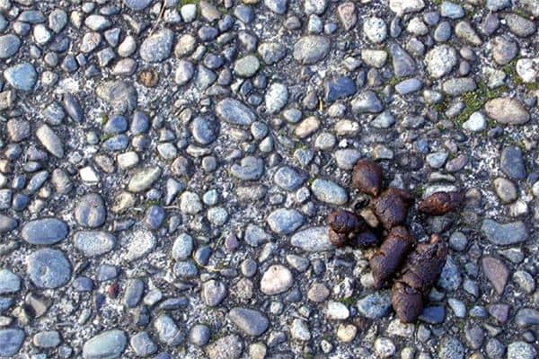 梦见粪便 梦见粪便