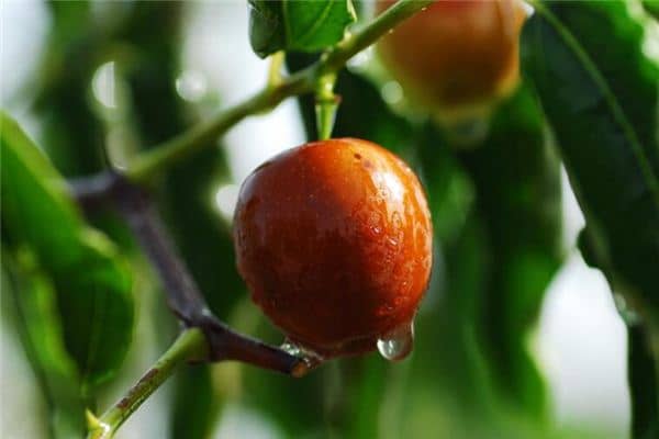 梦见枣子是什么意思 梦见枣子是什么意思