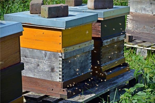 梦见蜂箱是什么意思 梦见蜂箱是什么意思