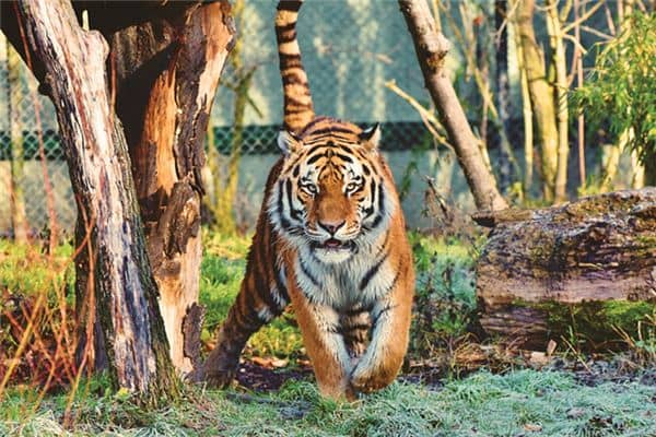 梦见兽皮是什么意思 梦见兽皮是什么意思