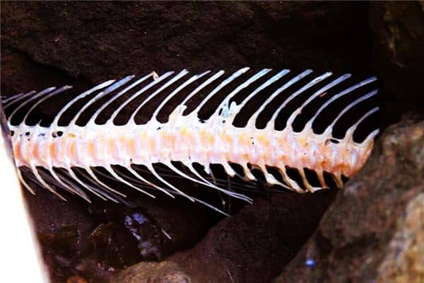 梦见鱼刺是什么意思 梦见鱼刺是什么意思