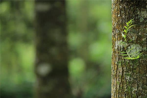 梦见树胶是什么意思 梦见树胶是什么意思