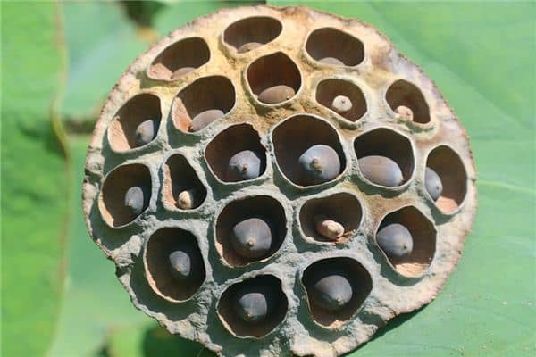 梦见芡实是什么意思 梦见芡实是什么意思