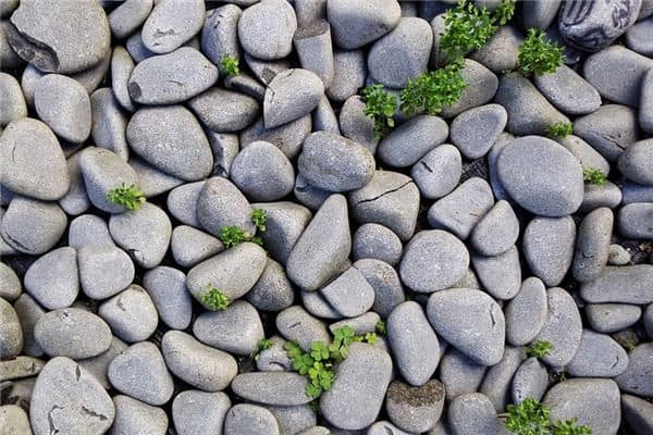 梦见鹅卵石是什么意思 梦见鹅卵石是什么意思