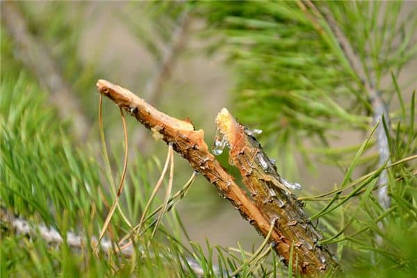 梦见松脂是什么意思 梦见松脂是什么意思