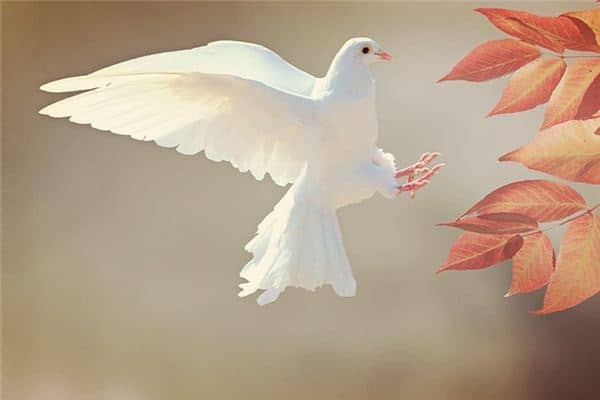 梦见羽毛是什么意思 梦见羽毛是什么意思