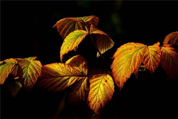 梦见金树叶是什么意思