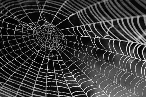 梦见网状东西是什么意思 梦见网状东西是什么意思