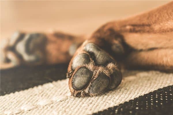 梦见爪子是什么意思 梦见爪子是什么意思