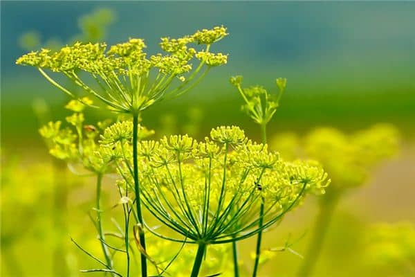 梦见茴香是什么意思 梦见茴香是什么意思