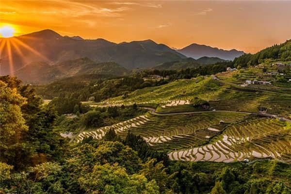 梦见水稻是什么意思 梦见水稻是什么意思