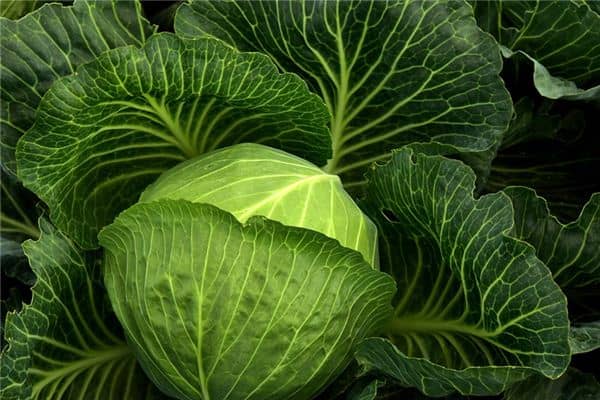 梦见卷心菜是什么意思 梦见卷心菜是什么意思