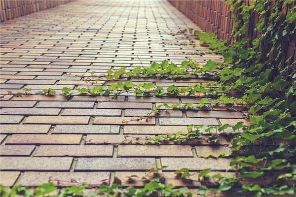 梦见藤是什么意思 梦见藤是什么意思