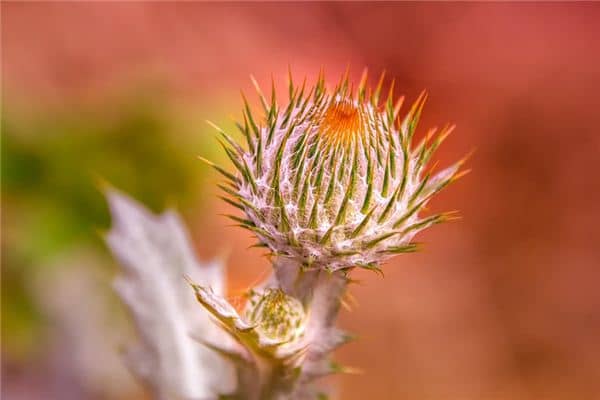 梦见荆棘是什么意思 梦见荆棘是什么意思