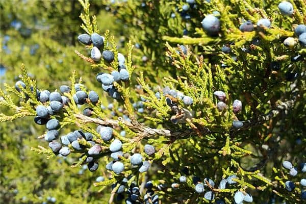 梦见紫杉是什么意思 梦见紫杉是什么意思