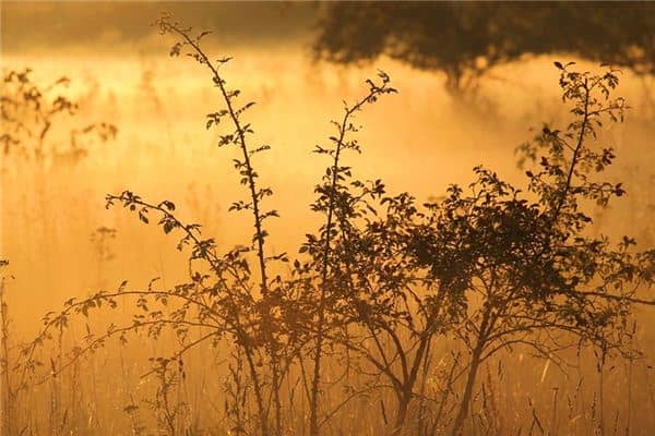 梦见灌木是什么意思 梦见灌木是什么意思