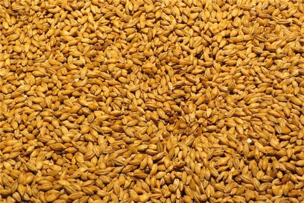 梦见麦芽是什么意思 梦见麦芽是什么意思