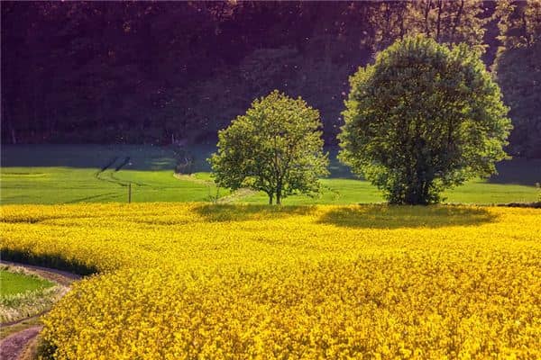 梦见树木是什么意思 梦见树木是什么意思