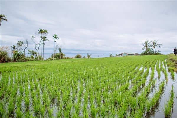 梦见秧苗是什么意思 梦见秧苗是什么意思