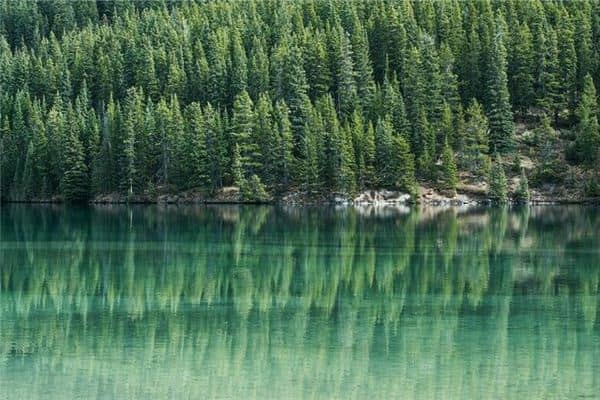 梦见松树 松树丛