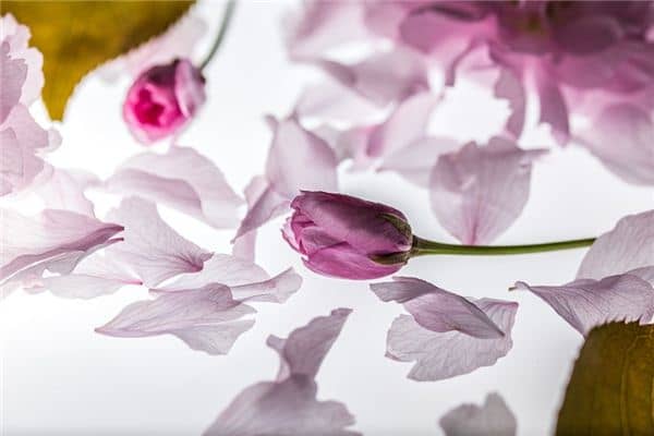 梦见花落是什么意思 梦见花落是什么意思