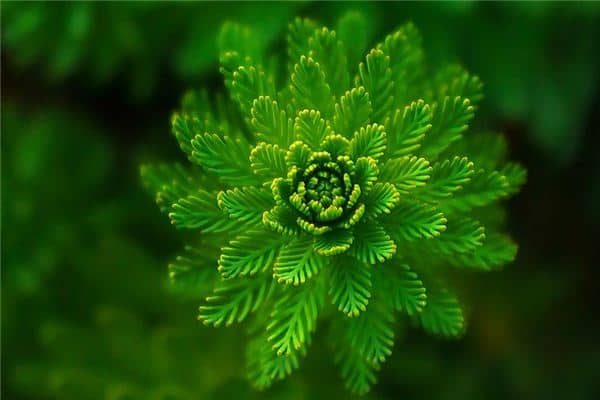 梦见叶子是什么意思 梦见叶子是什么意思