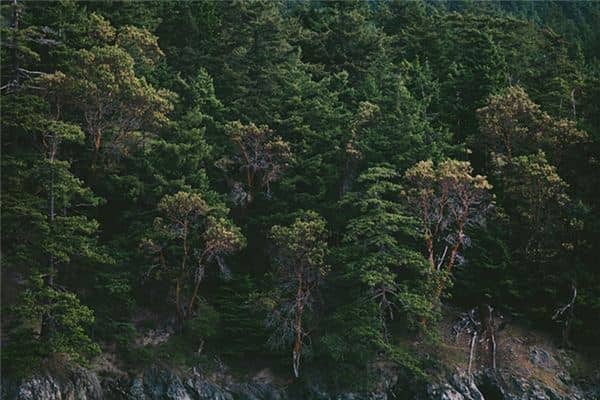 梦见树木茂盛是什么意思 梦见树木茂盛是什么意思