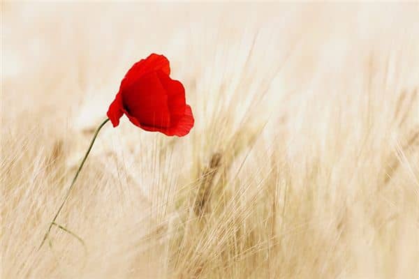 梦见罂粟花是什么意思 梦见罂粟花是什么意思