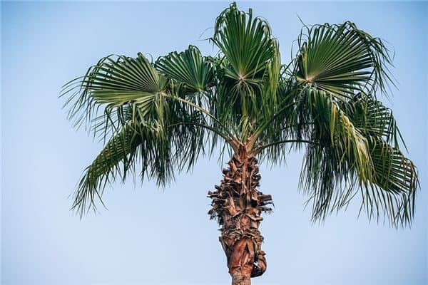 梦见梧桐是什么意思 梦见梧桐是什么意思