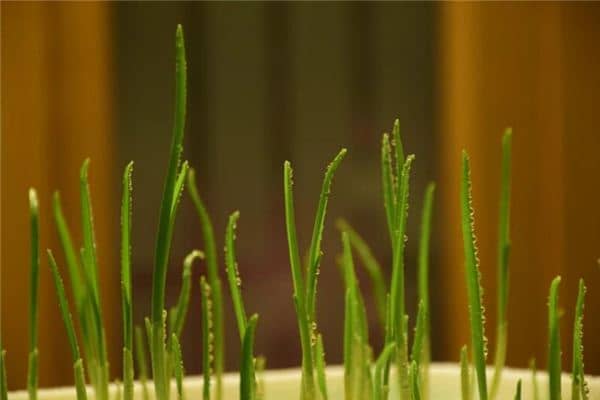 梦见蒜苗是什么意思 梦见蒜苗是什么意思