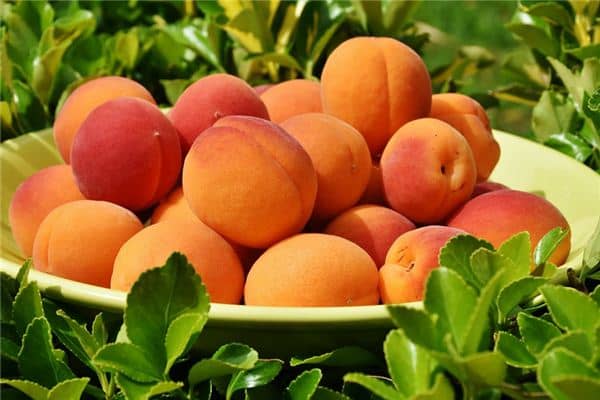 梦见杏是什么意思 梦见杏是什么意思