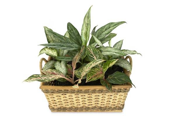 梦见万年青是什么意思 梦见万年青是什么意思