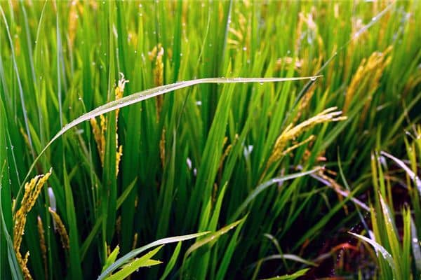 梦见谷粒是什么意思 梦见谷粒是什么意思