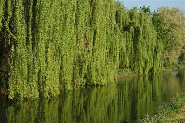 梦见水边垂柳是什么意思 梦见水边垂柳是什么意思