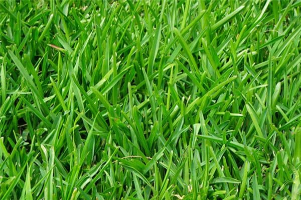 梦见青草是什么意思 梦见青草是什么意思