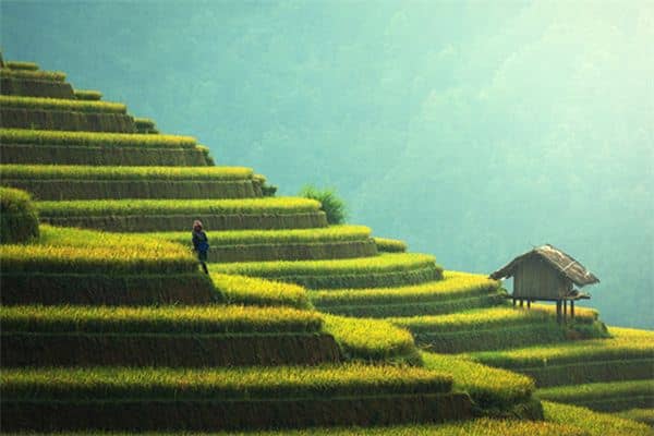 梦见麻豆麦是什么意思 梦见麻豆麦是什么意思