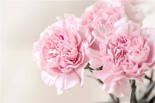 梦见康乃馨是什么意思 梦见康乃馨是什么意思