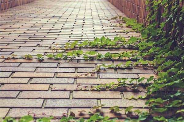 梦见常春藤是什么意思 梦见常春藤是什么意思