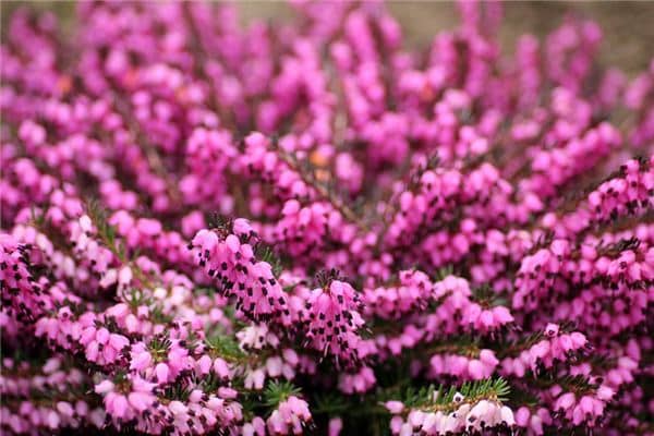 梦见石南是什么意思 梦见石南是什么意思