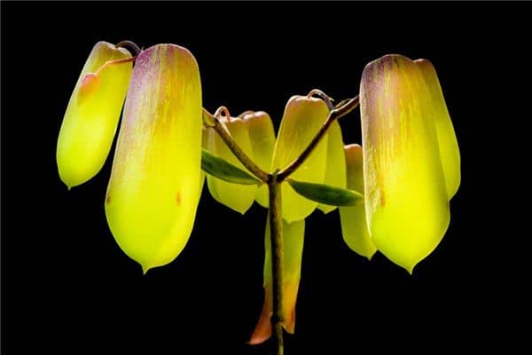 梦见三七是什么意思 梦见三七是什么意思