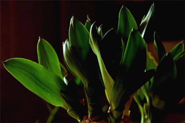 梦见富贵竹是什么意思 梦见富贵竹是什么意思