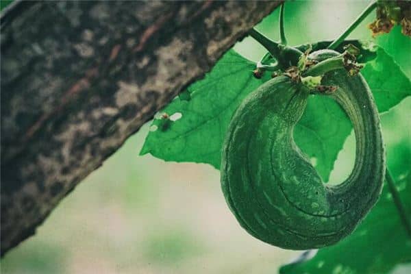 梦见丝瓜是什么意思 梦见丝瓜是什么意思