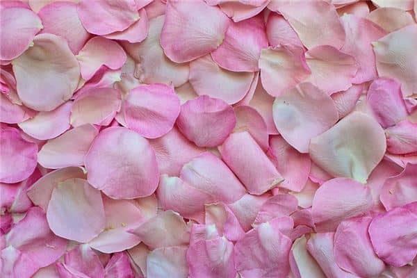 梦见花瓣是什么意思 梦见花瓣是什么意思