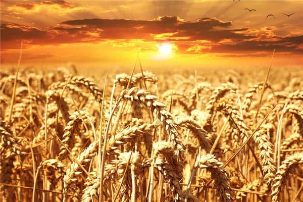 梦见谷物是什么意思 梦见谷物是什么意思