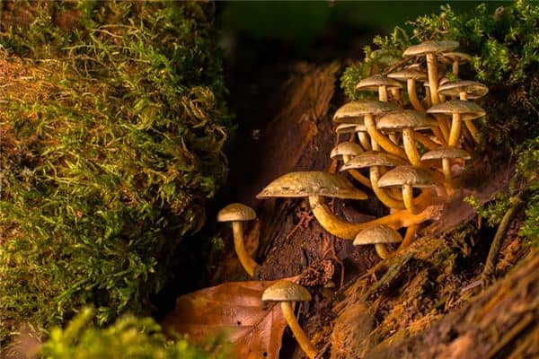 梦见松蕈群生是什么意思 梦见松蕈群生是什么意思