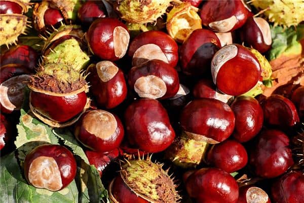 梦见板栗是什么意思 梦见板栗是什么意思